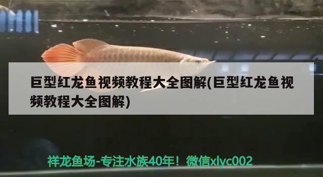 巨型紅龍魚(yú)視頻教程大全圖解(巨型紅龍魚(yú)視頻教程大全圖解) 觀賞魚(yú)市場(chǎng)（混養(yǎng)魚(yú)） 第1張