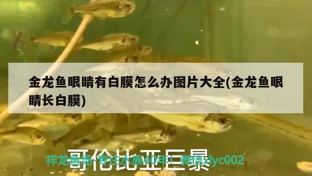 龍魚缸多高最好養(yǎng)(養(yǎng)龍魚魚缸高度多少合適)