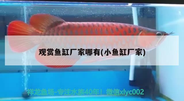 觀賞魚缸廠家哪有(小魚缸廠家) 白條過背金龍魚