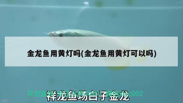 金龍魚用黃燈嗎(金龍魚用黃燈可以嗎) 狗頭魚