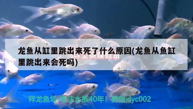 龍魚(yú)從缸里跳出來(lái)死了什么原因(龍魚(yú)從魚(yú)缸里跳出來(lái)會(huì)死嗎)