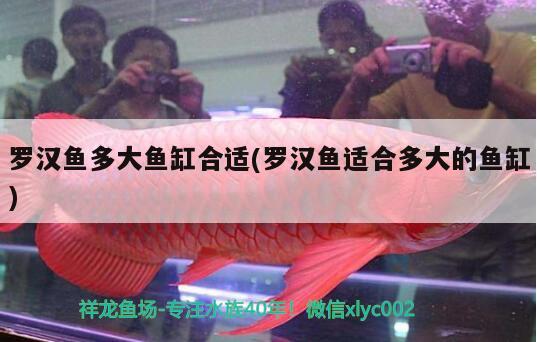 羅漢魚(yú)多大魚(yú)缸合適(羅漢魚(yú)適合多大的魚(yú)缸) 羅漢魚(yú)