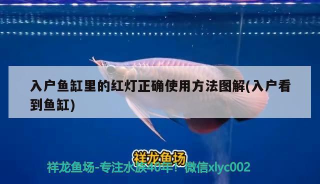 入戶魚缸里的紅燈正確使用方法圖解(入戶看到魚缸) 稀有金龍魚