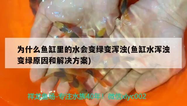 為什么魚缸里的水會變綠變渾濁(魚缸水渾濁變綠原因和解決方案) 細線銀版魚