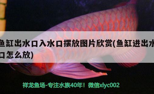 魚缸出水口入水口擺放圖片欣賞(魚缸進(jìn)出水口怎么放)