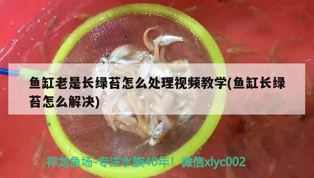 魚缸老是長綠苔怎么處理視頻教學(xué)(魚缸長綠苔怎么解決) 黑金魟魚