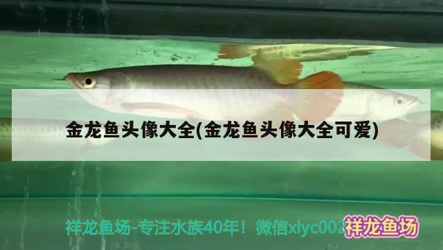 金龍魚(yú)頭像大全(金龍魚(yú)頭像大全可愛(ài)) 暹羅巨鯉