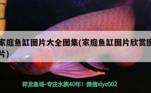 家庭魚缸圖片大全圖集(家庭魚缸圖片欣賞圖片)