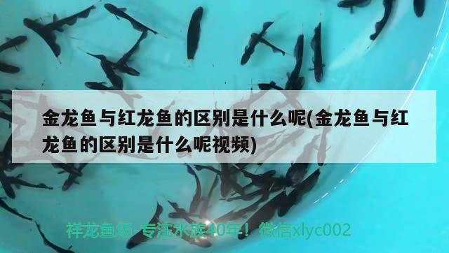 魚缸1.8米高度 風(fēng)水（家里養(yǎng)金魚的風(fēng)水問題） 魟魚相關(guān) 第1張