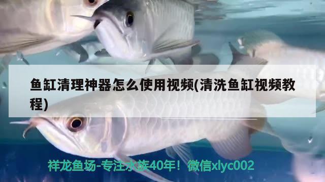 金龍魚(yú)的尾巴兩種顏色怎么回事，金龍魚(yú)尾巴兩種顏色怎么回事 泰龐海蓮魚(yú) 第3張