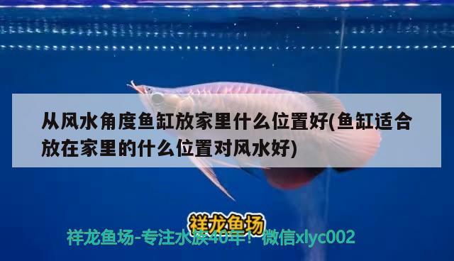 金龍魚(yú)的尾巴兩種顏色怎么回事，金龍魚(yú)尾巴兩種顏色怎么回事 泰龐海蓮魚(yú) 第1張