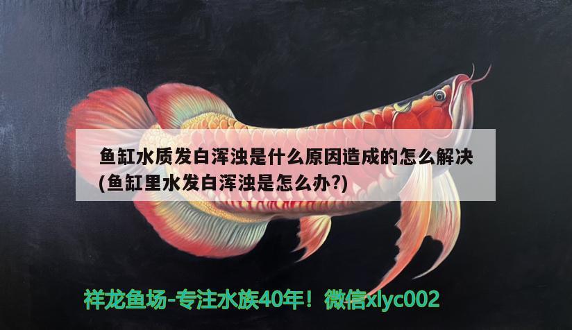 魚缸水質(zhì)發(fā)白渾濁是什么原因造成的怎么解決(魚缸里水發(fā)白渾濁是怎么辦?) 綠皮辣椒小紅龍