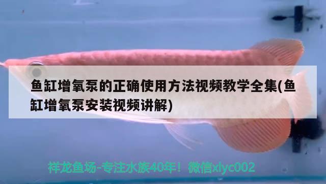 魚缸增氧泵的正確使用方法視頻教學(xué)全集(魚缸增氧泵安裝視頻講解) 黃金貓魚