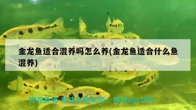 金龍魚適合混養(yǎng)嗎怎么養(yǎng)(金龍魚適合什么魚混養(yǎng))