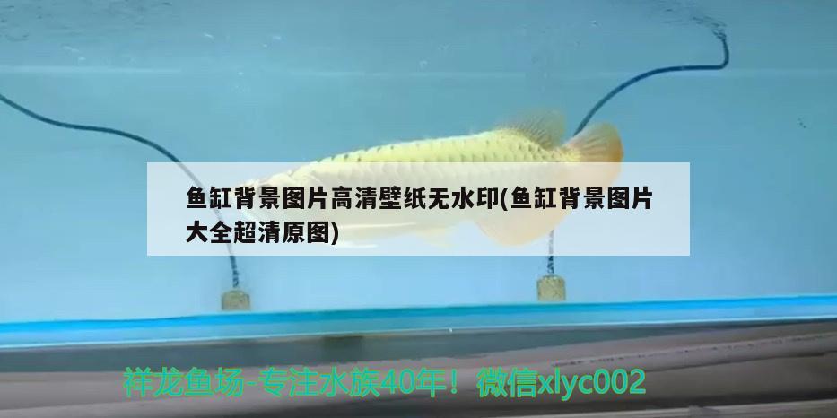 虎皮鸚鵡怎么洗澡,用溫水嗎_（虎皮鸚鵡怎么洗澡,用溫水嗎視頻） 鸚鵡魚(yú) 第2張