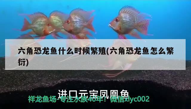 六角恐龍魚什么時候繁殖(六角恐龍魚怎么繁衍) 黃金貓魚