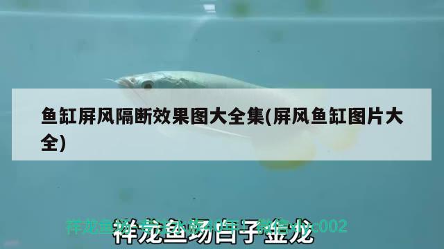 恩施土家族苗族自治州觀賞魚批發(fā)市場(chǎng)，恩施水產(chǎn)批發(fā)魚市場(chǎng)在哪里