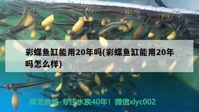 彩蝶魚(yú)缸能用20年嗎(彩蝶魚(yú)缸能用20年嗎怎么樣)