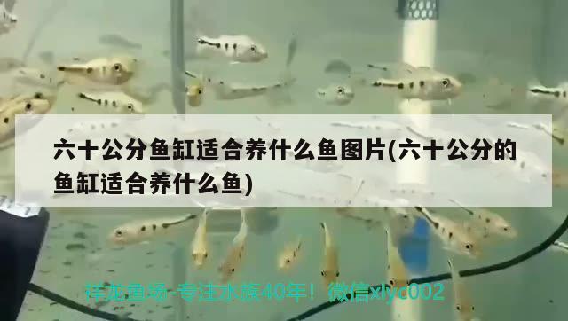 六十公分魚缸適合養(yǎng)什么魚圖片(六十公分的魚缸適合養(yǎng)什么魚) 虎斑恐龍魚