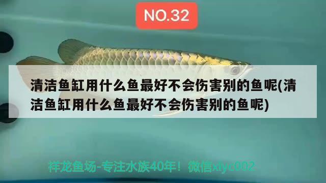 清潔魚缸用什么魚最好不會傷害別的魚呢(清潔魚缸用什么魚最好不會傷害別的魚呢) 南美異形觀賞魚 第2張