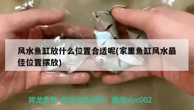 風水魚缸放什么位置合適呢(家里魚缸風水最佳位置擺放) 魚缸風水