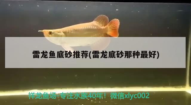 雷龍魚底砂推薦(雷龍底砂那種最好) 觀賞魚水族批發(fā)市場