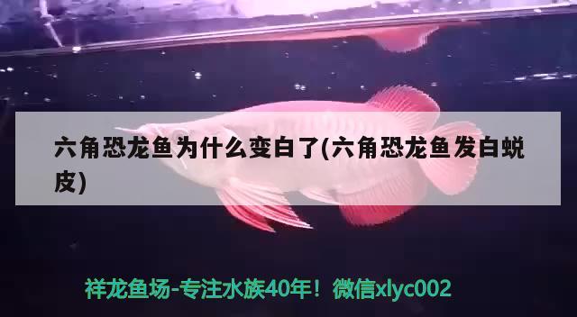 六角恐龍魚為什么變白了(六角恐龍魚發(fā)白蛻皮) 龍鳳鯉魚