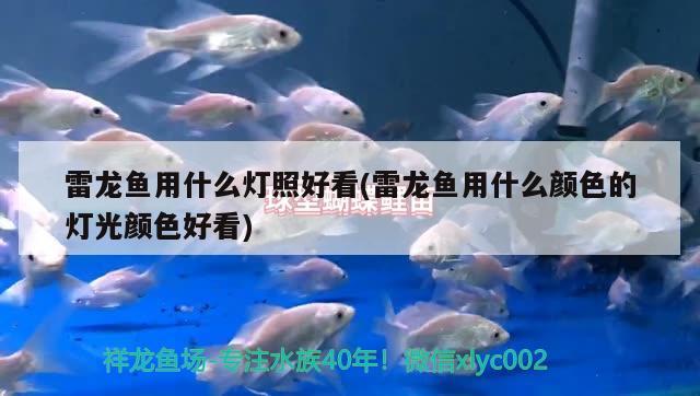 雷龍魚用什么燈照好看(雷龍魚用什么顏色的燈光顏色好看) 觀賞魚企業(yè)目錄