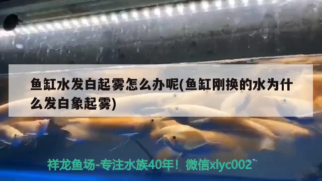 赤袍是什么意思，脫去紫衣?lián)Q紅袍是什么意思 觀賞魚 第2張