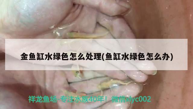 金魚缸水綠色怎么處理(魚缸水綠色怎么辦) 狗仔（招財貓)魚苗