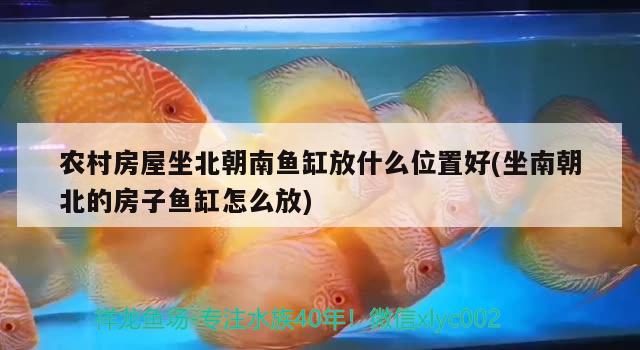 農(nóng)村房屋坐北朝南魚缸放什么位置好(坐南朝北的房子魚缸怎么放) 金三間魚