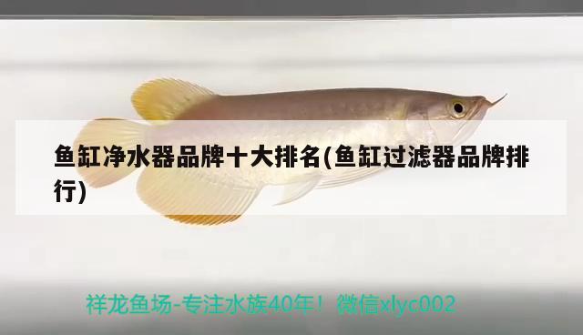 魚缸凈水器品牌十大排名(魚缸過濾器品牌排行) 杰西卡恐龍魚