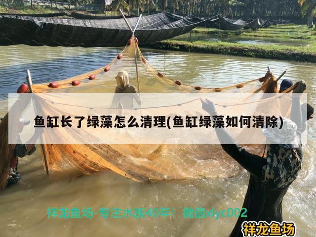 魚缸長了綠藻怎么清理(魚缸綠藻如何清除) 恐龍王魚