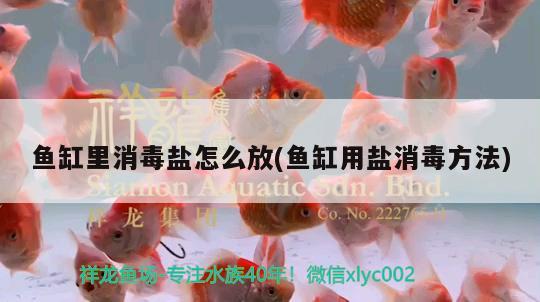 魚缸里消毒鹽怎么放(魚缸用鹽消毒方法) 進(jìn)口元寶鳳凰魚