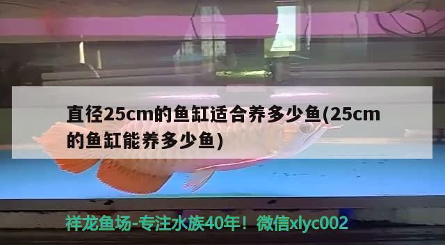 直徑25cm的魚(yú)缸適合養(yǎng)多少魚(yú)(25cm的魚(yú)缸能養(yǎng)多少魚(yú)) 大嘴鯨魚(yú)