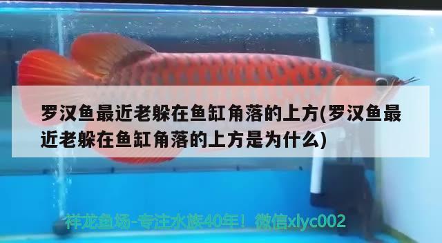 羅漢魚最近老躲在魚缸角落的上方(羅漢魚最近老躲在魚缸角落的上方是為什么) 羅漢魚