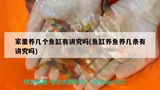 家里養(yǎng)幾個(gè)魚(yú)缸有講究嗎(魚(yú)缸養(yǎng)魚(yú)養(yǎng)幾條有講究嗎) 黃金招財(cái)貓魚(yú)