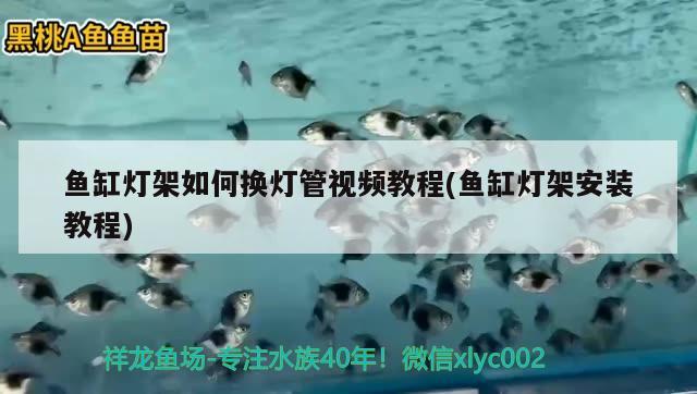 魚缸燈架如何換燈管視頻教程(魚缸燈架安裝教程)