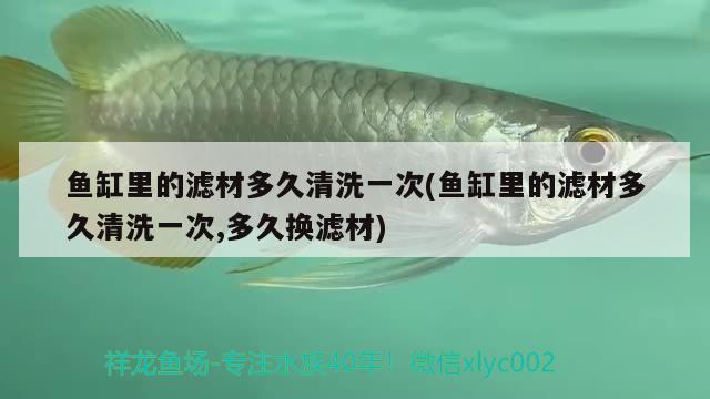 魚缸里的濾材多久清洗一次(魚缸里的濾材多久清洗一次,多久換濾材)