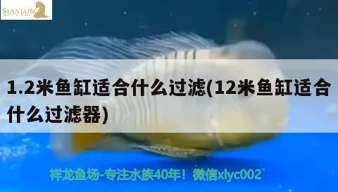 1.2米魚缸適合什么過(guò)濾(12米魚缸適合什么過(guò)濾器) 白子紅龍魚