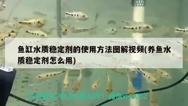 虎魚影視在線觀看（虎魚影視在線觀看） 虎魚百科 第1張