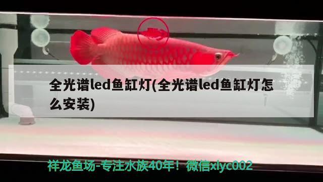 全光譜led魚(yú)缸燈(全光譜led魚(yú)缸燈怎么安裝) 元寶鳳凰魚(yú)專(zhuān)用魚(yú)糧