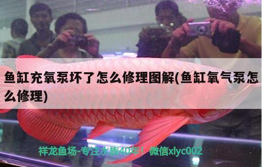 魚缸充氧泵壞了怎么修理圖解(魚缸氧氣泵怎么修理) 紅魔王銀版魚