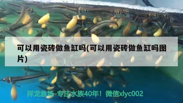 可以用瓷磚做魚缸嗎(可以用瓷磚做魚缸嗎圖片) 綠皮辣椒小紅龍