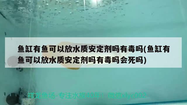 魚缸有魚可以放水質(zhì)安定劑嗎有毒嗎(魚缸有魚可以放水質(zhì)安定劑嗎有毒嗎會(huì)死嗎)