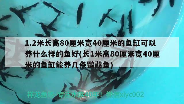 1.2米長(zhǎng)高80厘米寬40厘米的魚缸可以養(yǎng)什么樣的魚好(長(zhǎng)1米高80厘米寬40厘米的魚缸能養(yǎng)幾條鸚鵡魚)