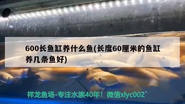 600長魚缸養(yǎng)什么魚(長度60厘米的魚缸養(yǎng)幾條魚好)