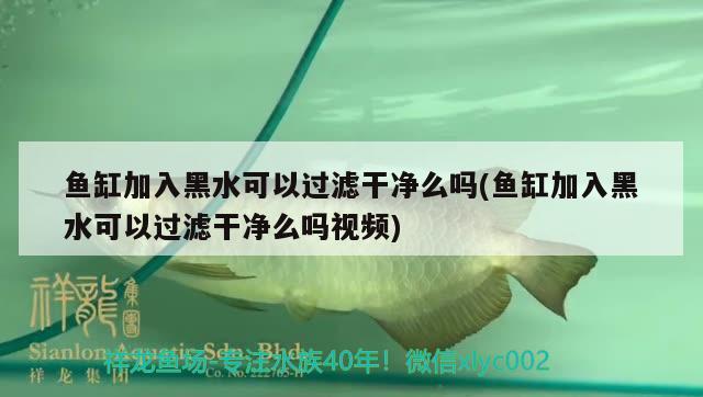 魚缸加入黑水可以過濾干凈么嗎(魚缸加入黑水可以過濾干凈么嗎視頻)