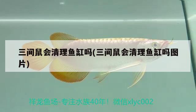 三間鼠會(huì)清理魚缸嗎(三間鼠會(huì)清理魚缸嗎圖片) 翡翠鳳凰魚