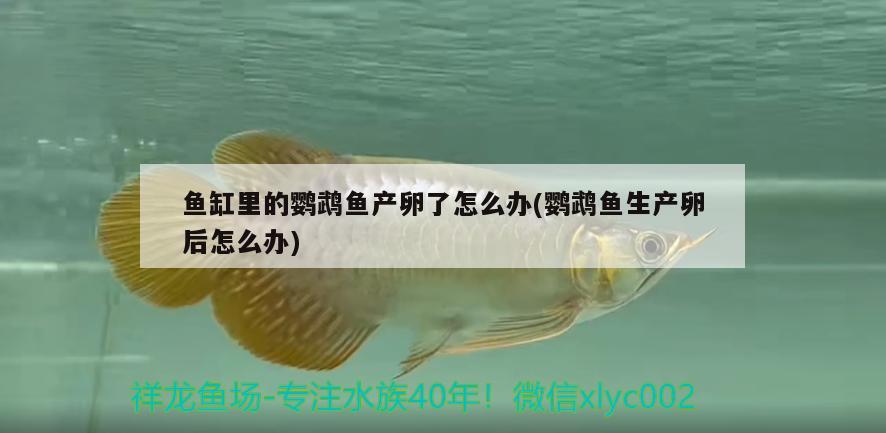 魚缸里的鸚鵡魚產(chǎn)卵了怎么辦(鸚鵡魚生產(chǎn)卵后怎么辦)